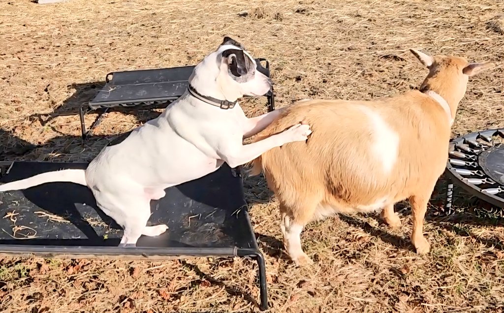 🐐Winston🌈Thatcher🌈Domino, Walnut, Jasper🐐 tweet media