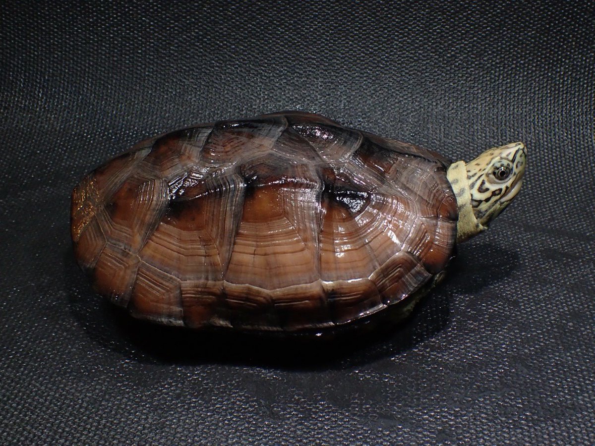 春のカメ祭り
速報 第5弾‐②
今回のイベントの目玉である　クサガメモルフ
「　スーパーパステルクササガメ　」の
ピックアップ個体♀のご紹介です。
今回は　美しい大型個体を一挙に
20匹展示販売します。
クサガメとは思えないほどの
奇抜でど派手な色彩モルフです。

昨年は同様に
