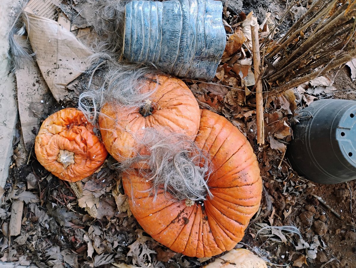 Wayne Rowcliffe 🦬 tweet media