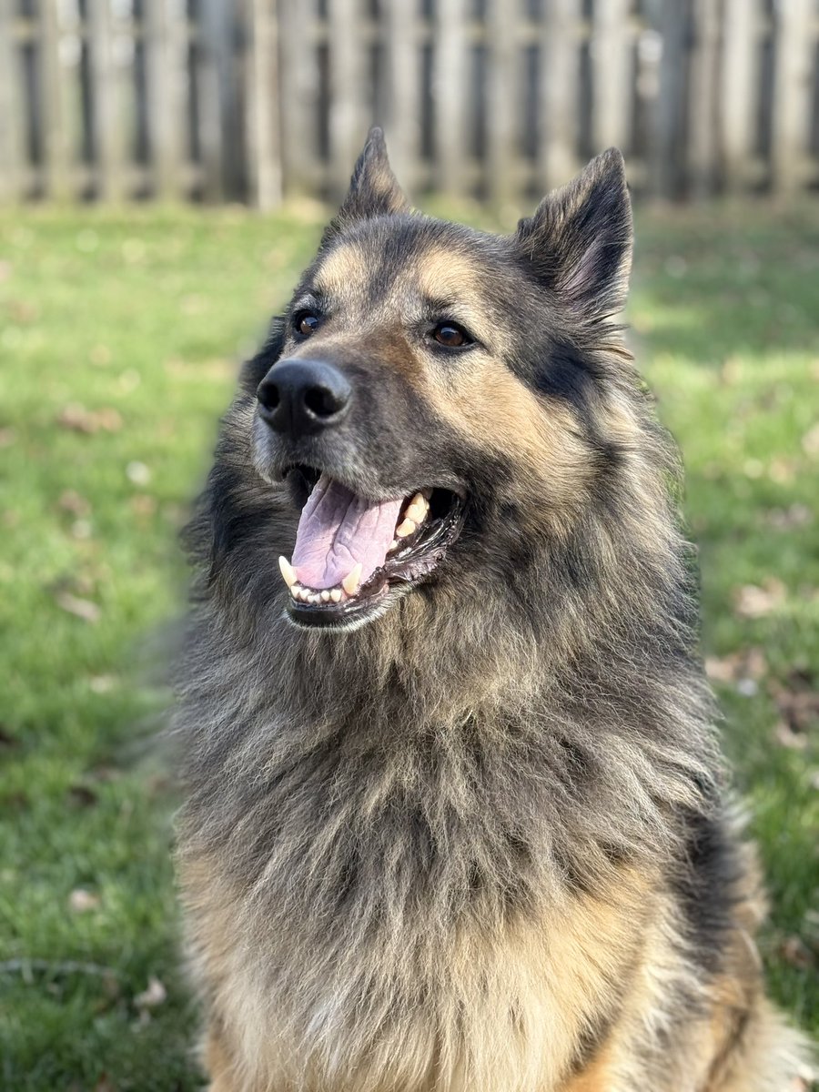 hannahkach's tweet photo. Somebody manage my dog’s modeling career !!✨ https://t.co/YSEFhrd3Kj