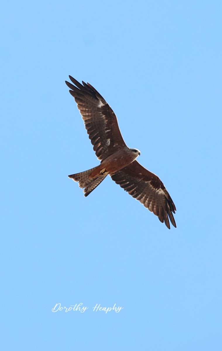 Australian Black Kite zooming by.