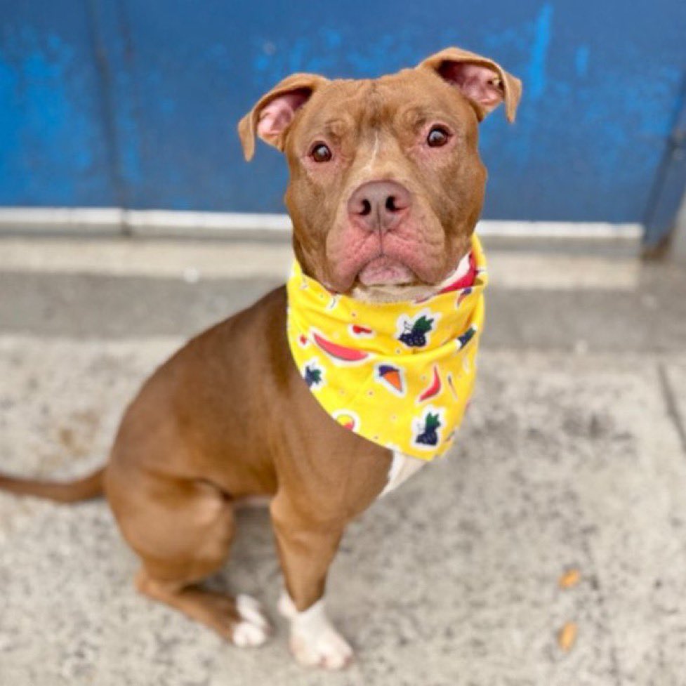 Moishe's Mom tweet media