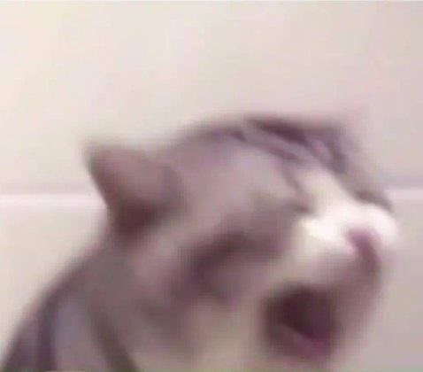 🐁 Megan. 愛 tweet media