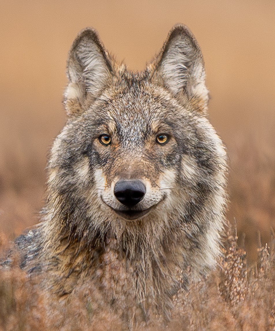 Wolven in Utrecht tweet media