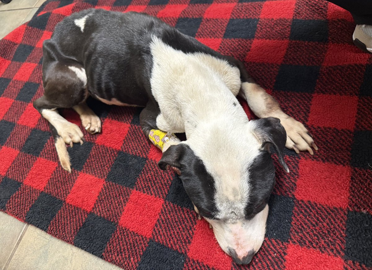 Lola Patolla tweet media