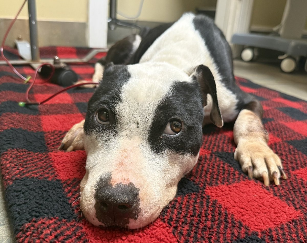 Lola Patolla tweet media