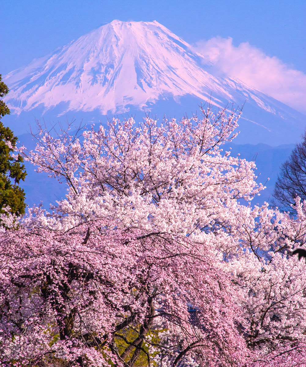 hina21no3's tweet photo. 桜咲く上に

韮崎市で昨日撮影
#富士山　#桜　#mtfuji https://t.co/19Fs7huMip