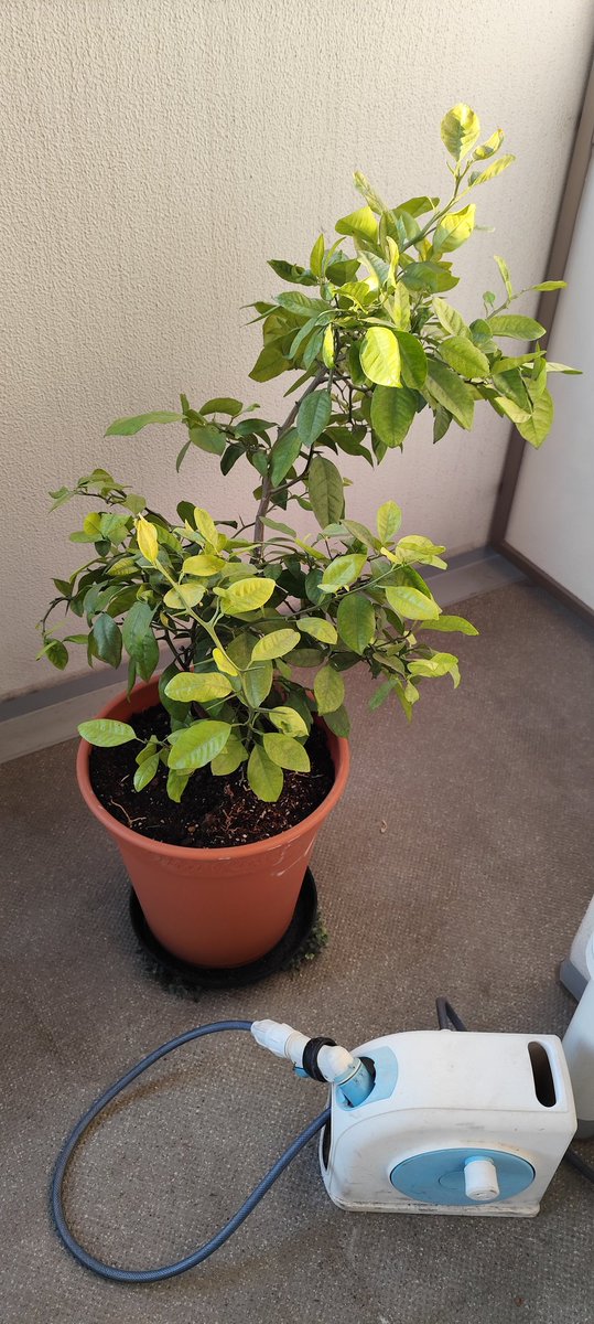 淳三 JUNZO tweet media