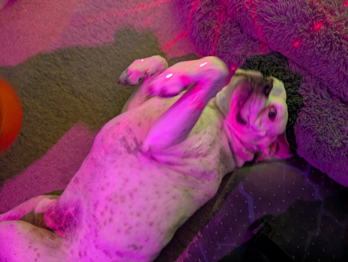 #Hector in charge tweet media