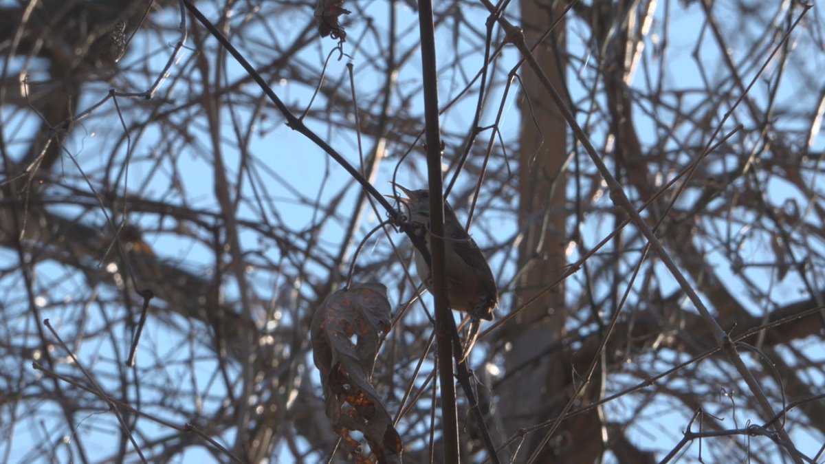 WGEM News tweet media