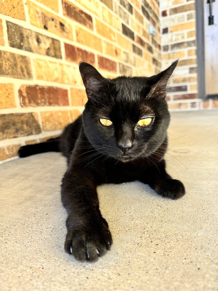 Alanis King tweet media