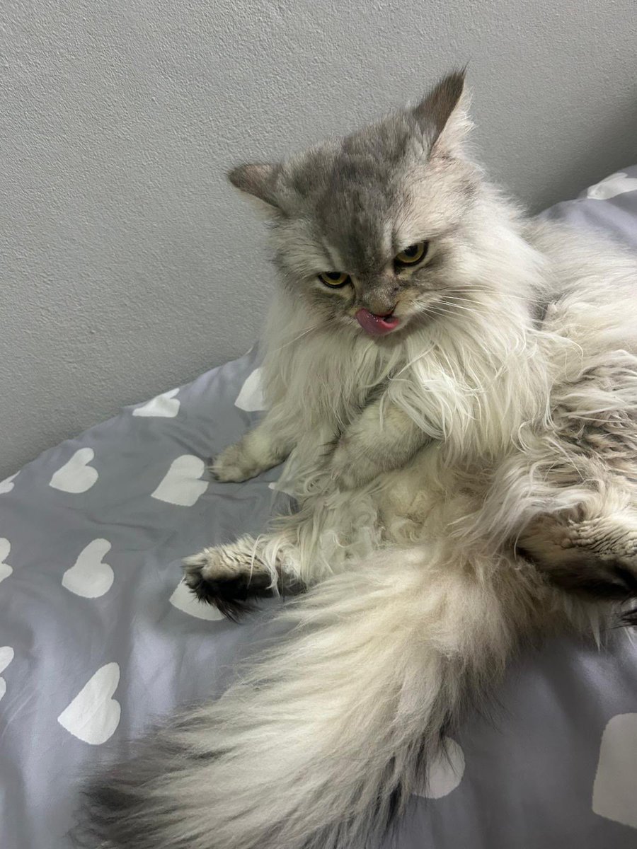 sleymannecip tweet media