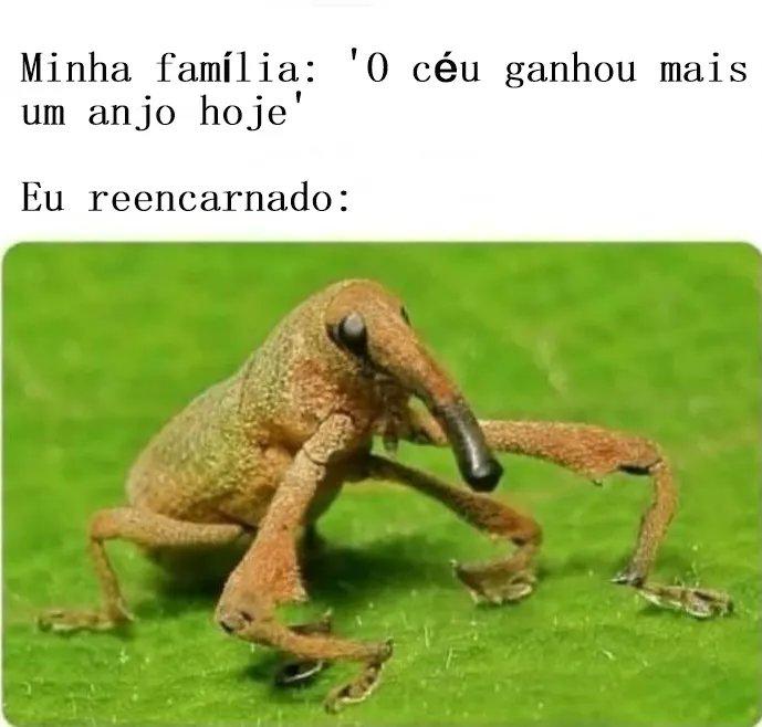 Elfa dos Insetos 🐛🦋 tweet media