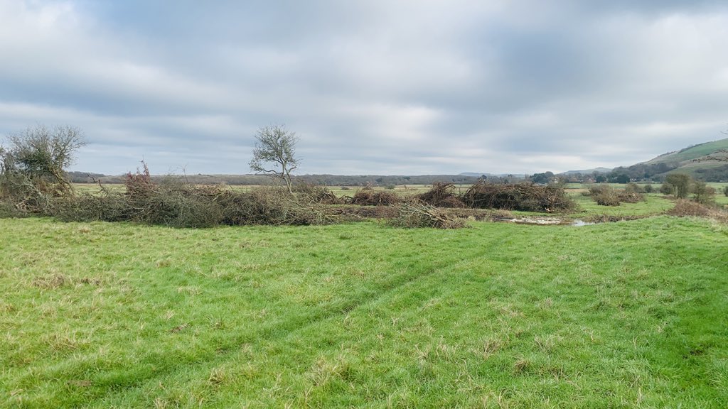 jamko69's tweet photo. So pleased that I have 2 great areas to WeBS around. Beeding Brooks and The Smugglers Lane ponds. Last week ringtail Hen and today LRP. Saddened that the farmer is ripping out the hedges. @SussexBirding https://t.co/wpz014J0YY