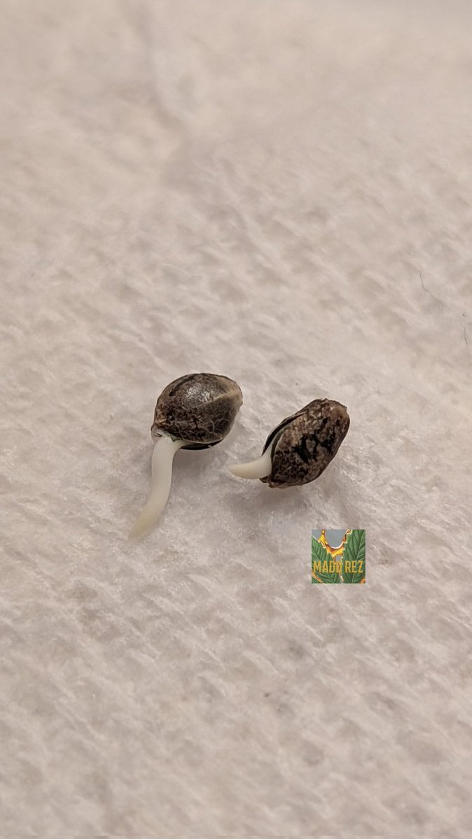 Madd Rez tweet media