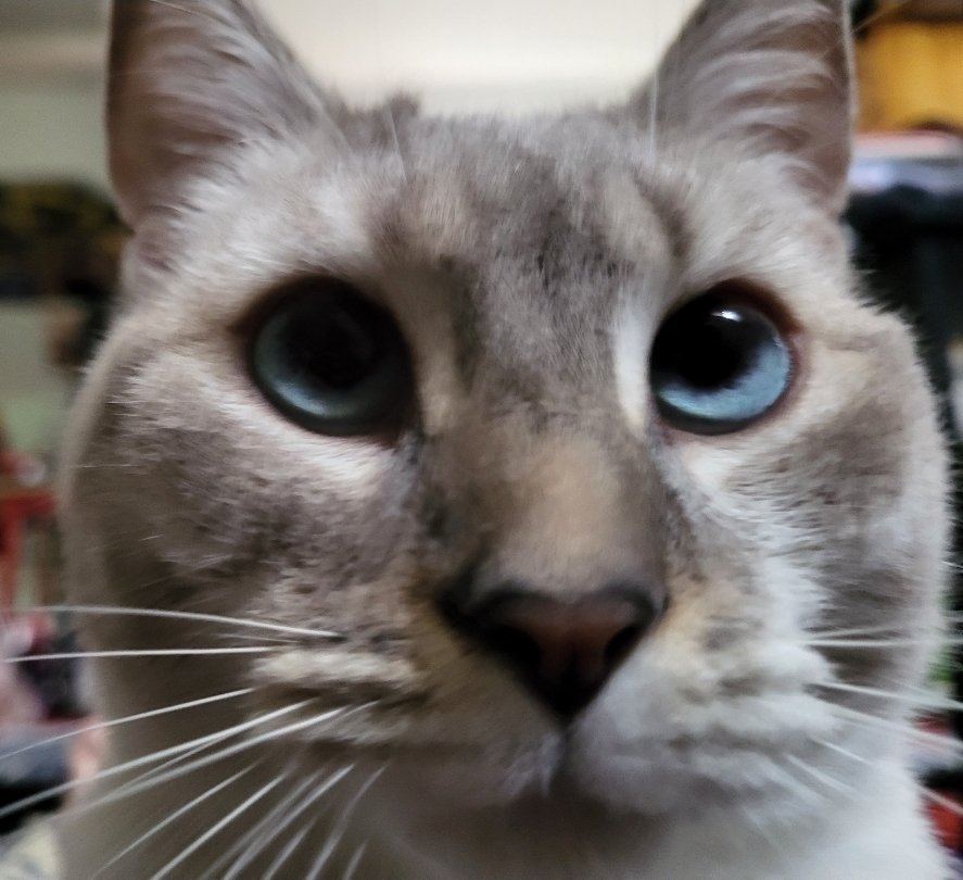 ₪Kalou tweet media