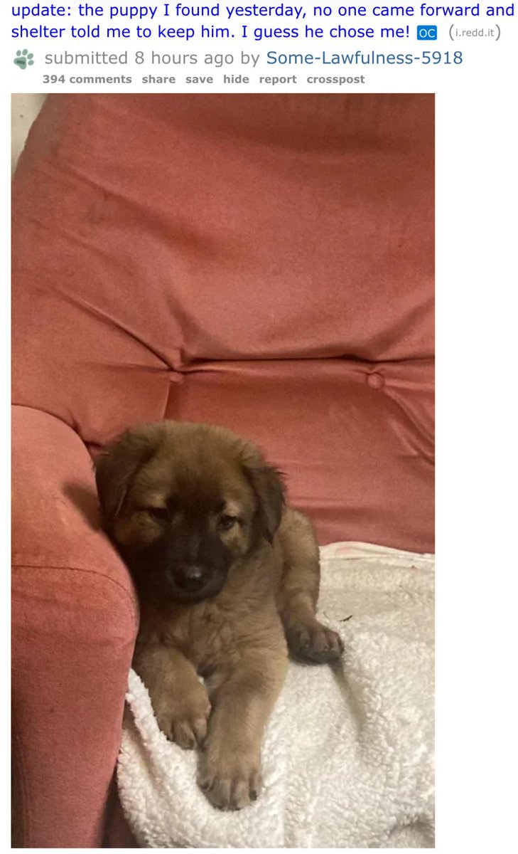 Jim Pacing His Cage 🕊 tweet media