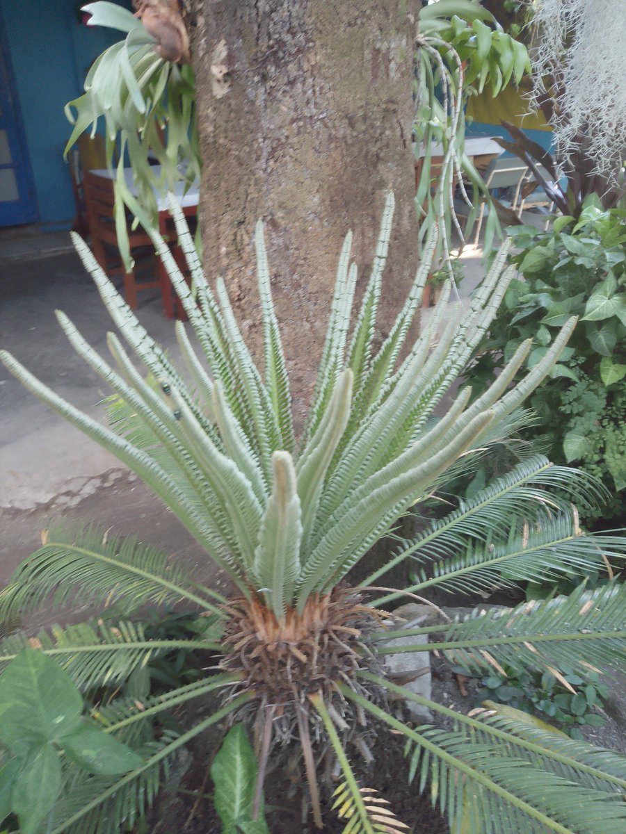 Pablo Esdoger tweet media