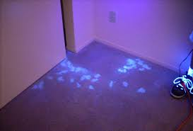 você sabia que o ESPERMA humano brilha na presença de luz ultravioleta? isso se deve ao fato de que certos fluidos corporais absorverem essa forma de luz e emitirem em forma de luz visível.  agora imagina ligar uma dessas luz no quarto de um adolescente na puberdade +