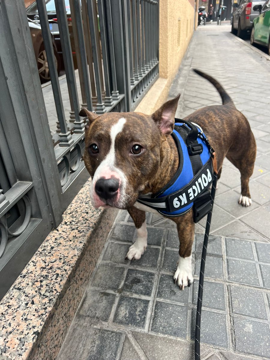 VidasSos's tweet image. 🚨 #URGENTE  Perrita encontrada . No tiene chip. Tiene aproximadamente 2 años. La chica que la ha encontrado no se la puede quedar .
Busca #Adopción responsable. Está en #Madrid pero puede 🚗. 
¿Estás interesado? DM