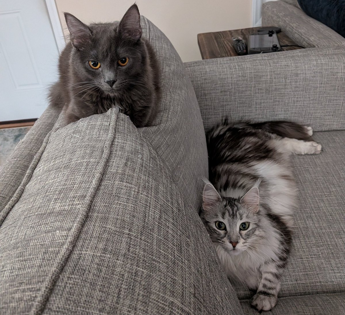 ⏳Attera Nox⌛ (Dracolich VTuber) tweet media