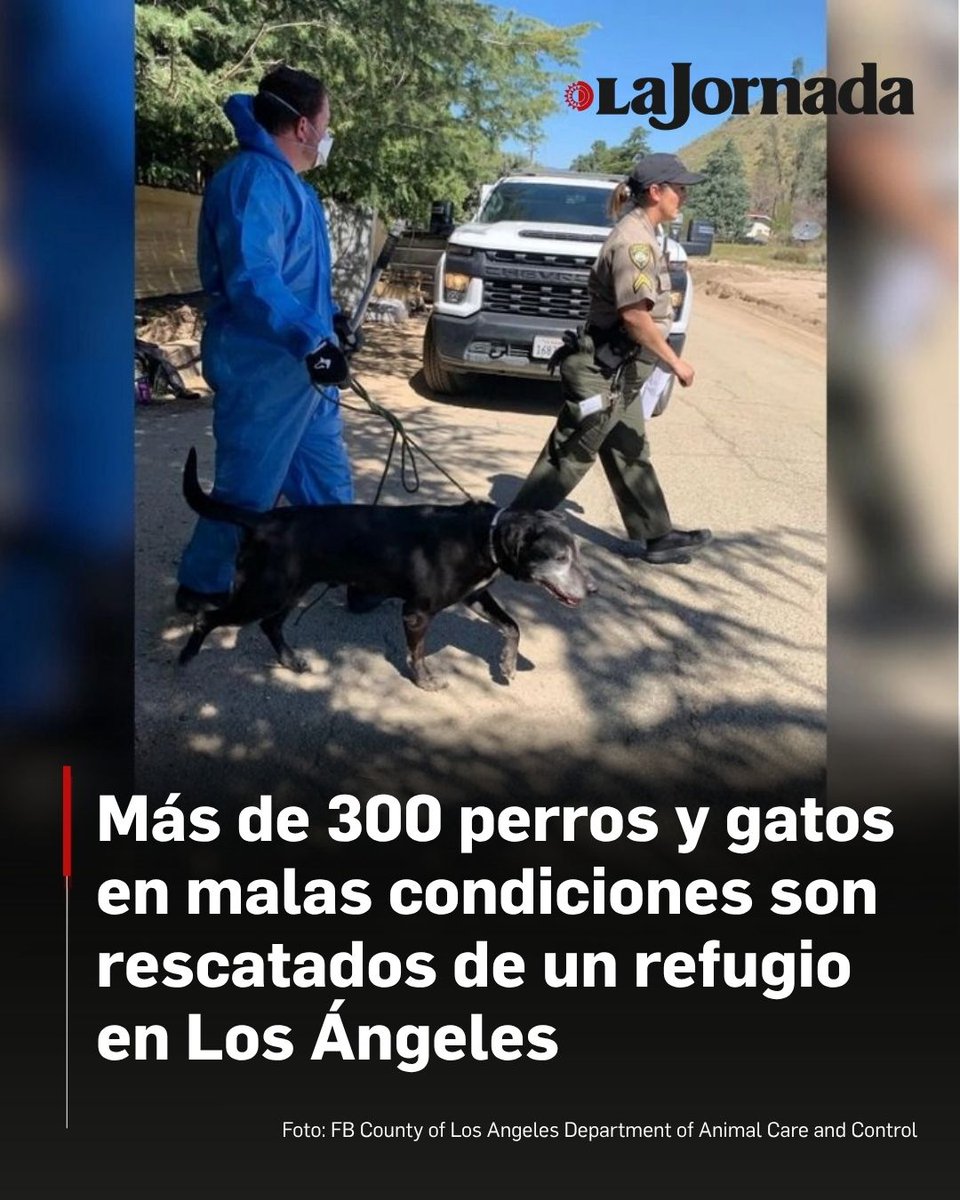 lajornadaonline's tweet photo. 🐶😺  #EstadosUnidos | Cientos de perros y gatos en malas condiciones fueron rescatados este viernes por las autoridades locales y varias ONG en Los Ángeles, informó el Departamento de Control Animal del condado.

El despacho informó inicialmente que unos 700 animales estaban siendo rescatados, pero el saldo total fue actualizado a 316.

"Tras el completo acceso a la propiedad y una revisión amplia, el número de animales recuperados ahora se estima en 250 perros y 66 gatos", dijo el Departamento de Control Animal.

Lee más aquí 👇
https://t.co/RpcK27kGtr