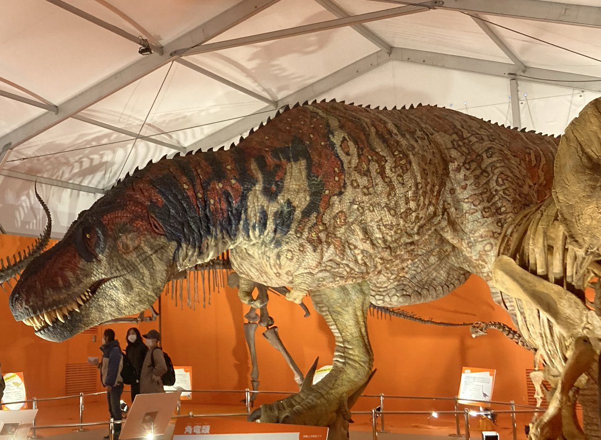 ジンベエー tweet media