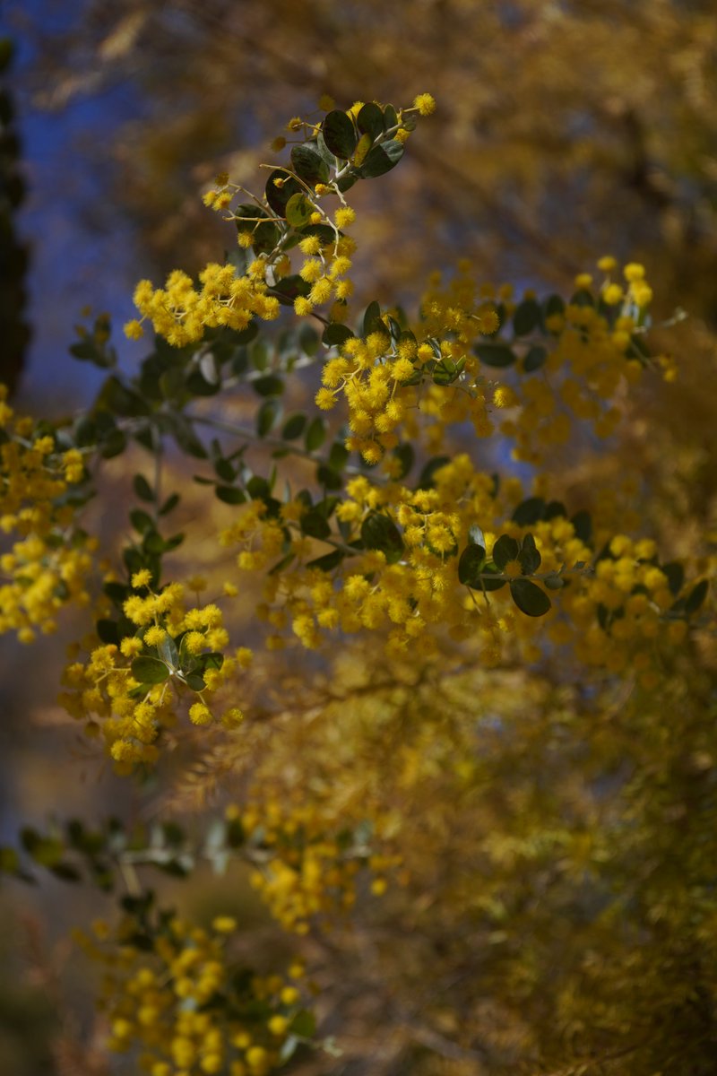 jerritama🐈🐟🐈 tweet media