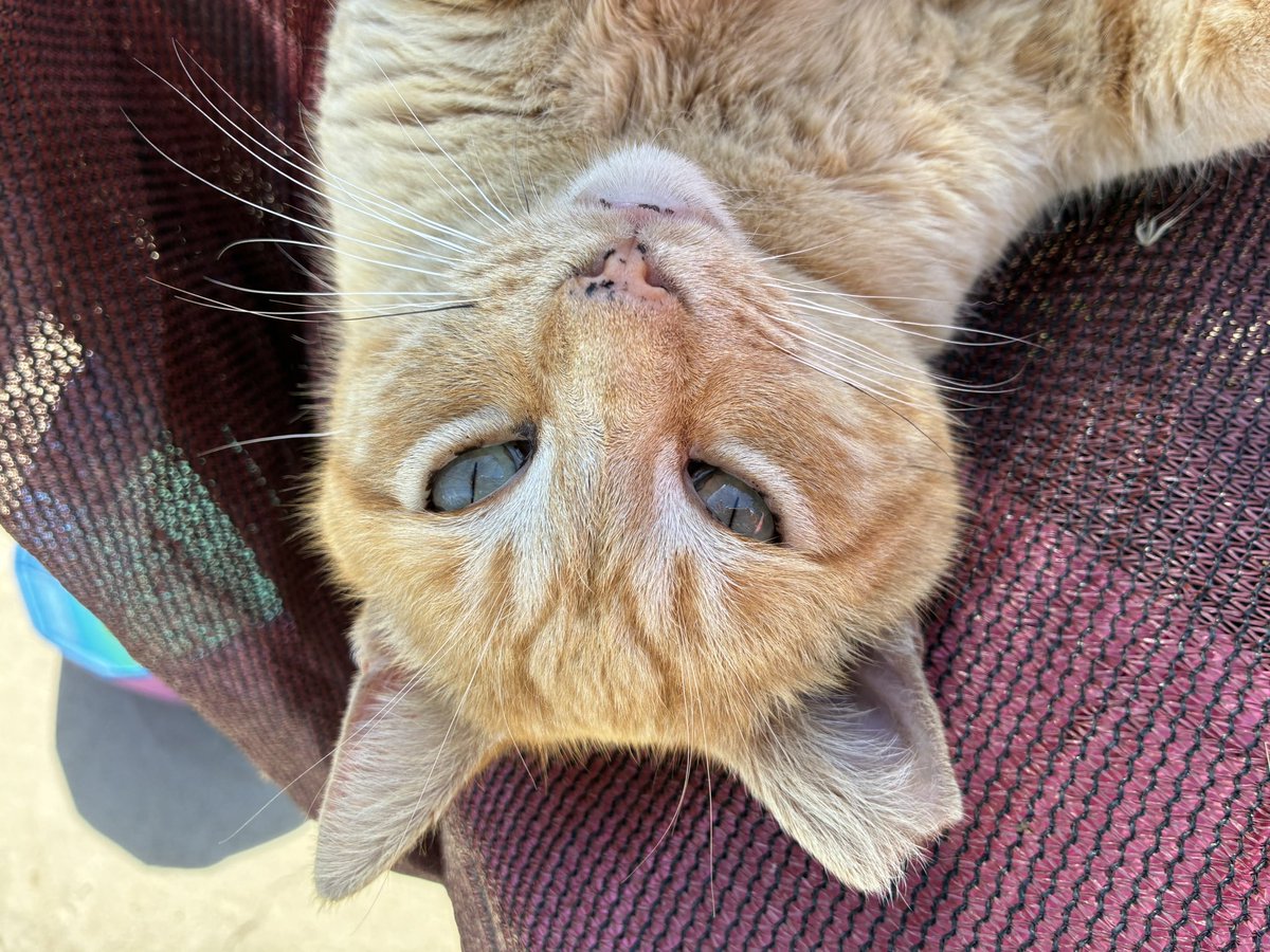 Siouxbear the real one, from 2016🐈🙏🐈‍⬛ tweet media