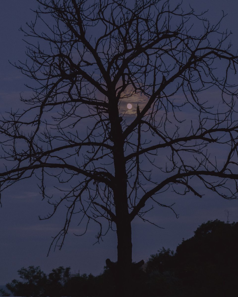 денаритми 📷 tweet media