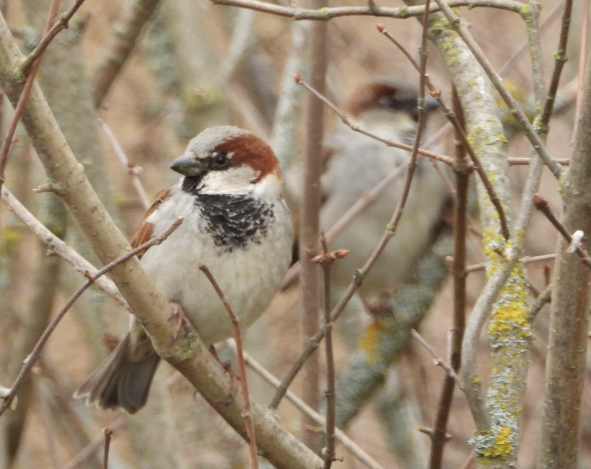 Juan López de Uralde tweet media
