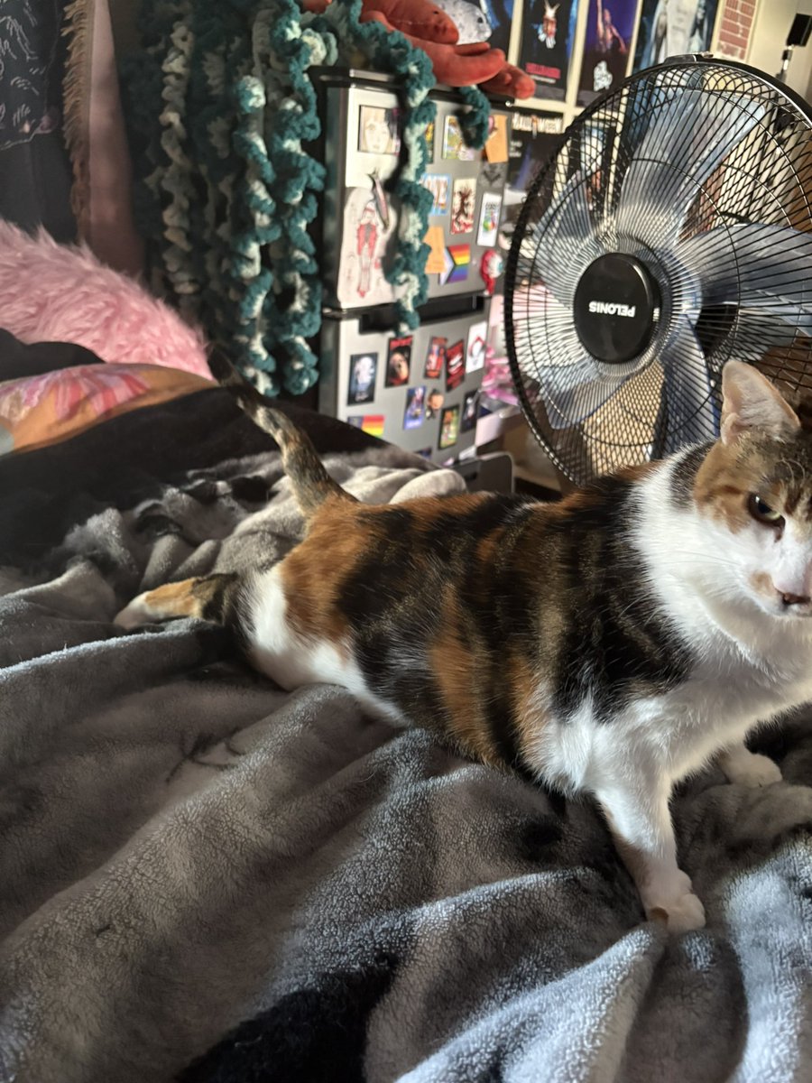 Kate 🕷️ 👁️ 🐑 tweet media