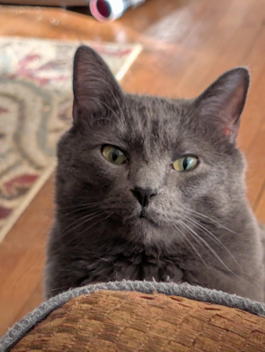 Dumpling, Jasper 🌈 tweet media