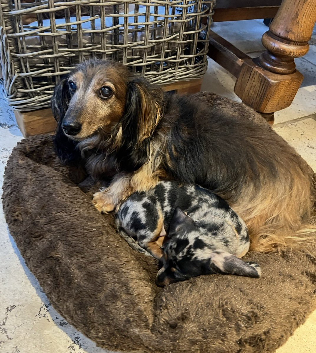 Sue-Ann Levy tweet media