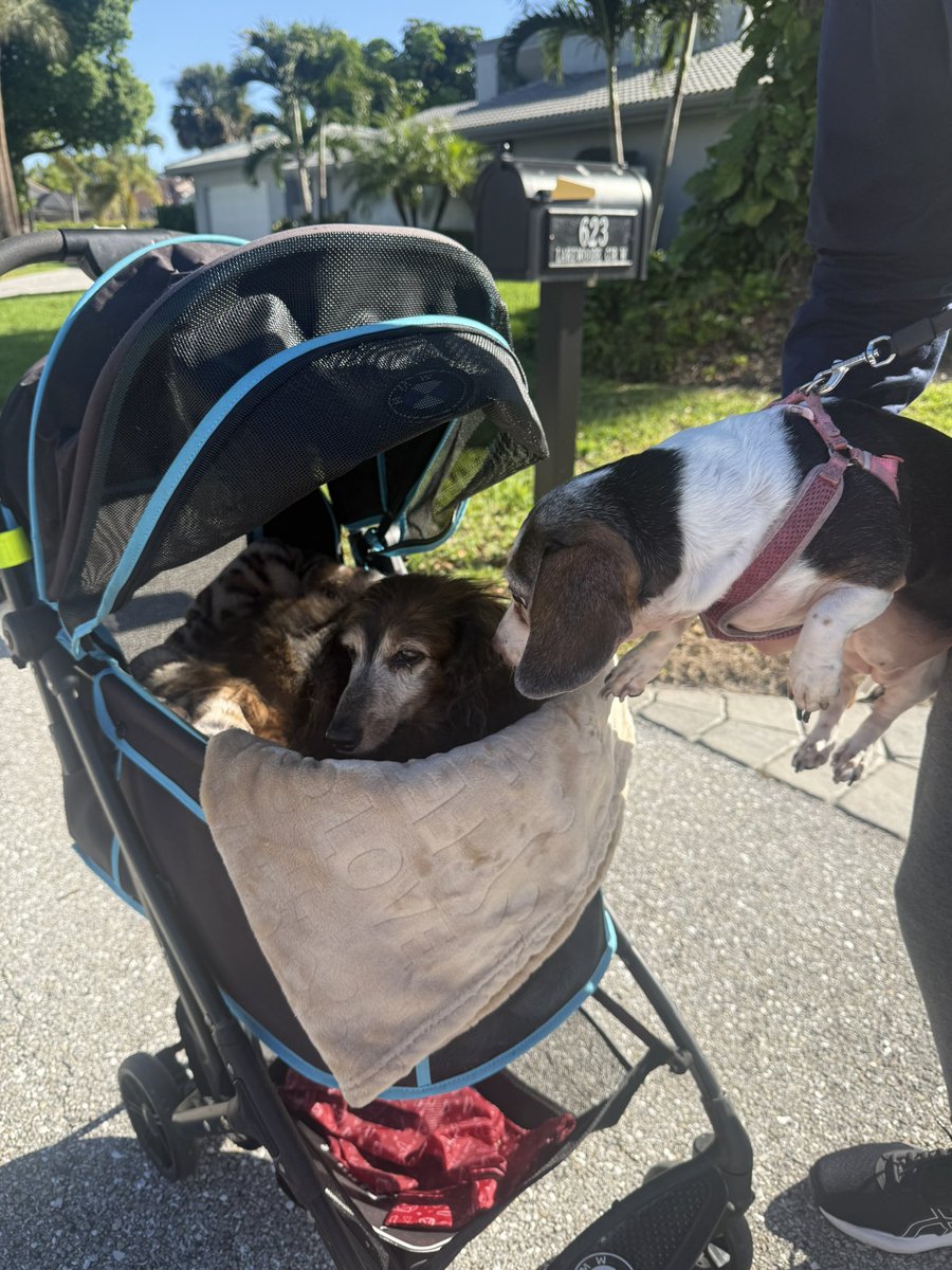 Sue-Ann Levy tweet media