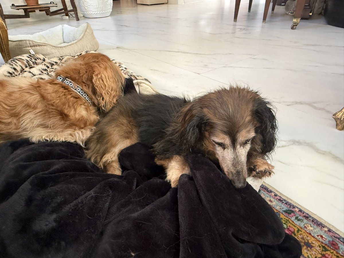 Sue-Ann Levy tweet media