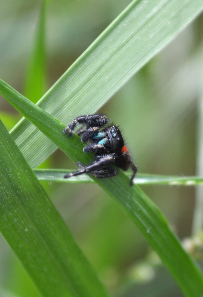 cyndra(COMMS OPEN)))) tweet media