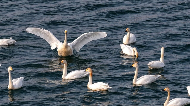 DiscoverAnyang's tweet image. Anyang welcomes a group of "white elves" again!✨
Dozens of #WhooperSwans swim, play and forage freely on the water. As Anyang continues to promote #environmentalgovernance, its #ecology is getting better and better. The ancient capital is full of vitality and poetry everywhere~