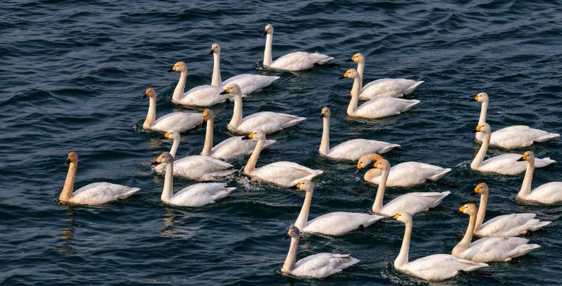 DiscoverAnyang's tweet image. Anyang welcomes a group of "white elves" again!✨
Dozens of #WhooperSwans swim, play and forage freely on the water. As Anyang continues to promote #environmentalgovernance, its #ecology is getting better and better. The ancient capital is full of vitality and poetry everywhere~