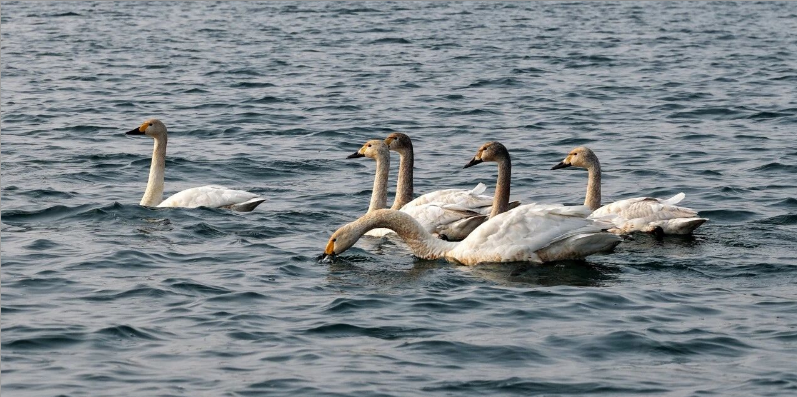 DiscoverAnyang's tweet image. Anyang welcomes a group of "white elves" again!✨
Dozens of #WhooperSwans swim, play and forage freely on the water. As Anyang continues to promote #environmentalgovernance, its #ecology is getting better and better. The ancient capital is full of vitality and poetry everywhere~