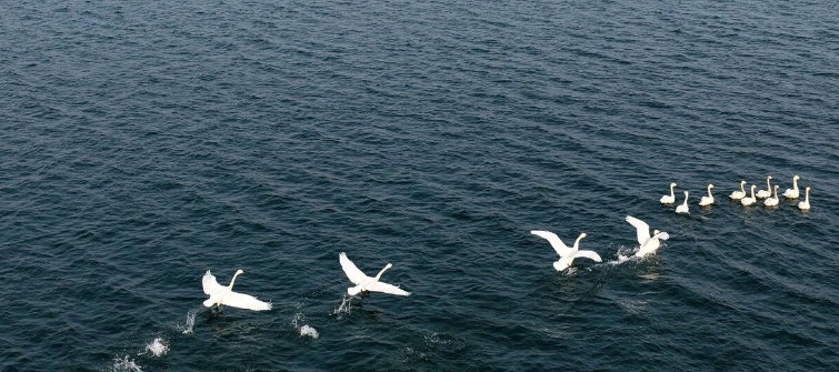 DiscoverAnyang's tweet image. Anyang welcomes a group of "white elves" again!✨
Dozens of #WhooperSwans swim, play and forage freely on the water. As Anyang continues to promote #environmentalgovernance, its #ecology is getting better and better. The ancient capital is full of vitality and poetry everywhere~