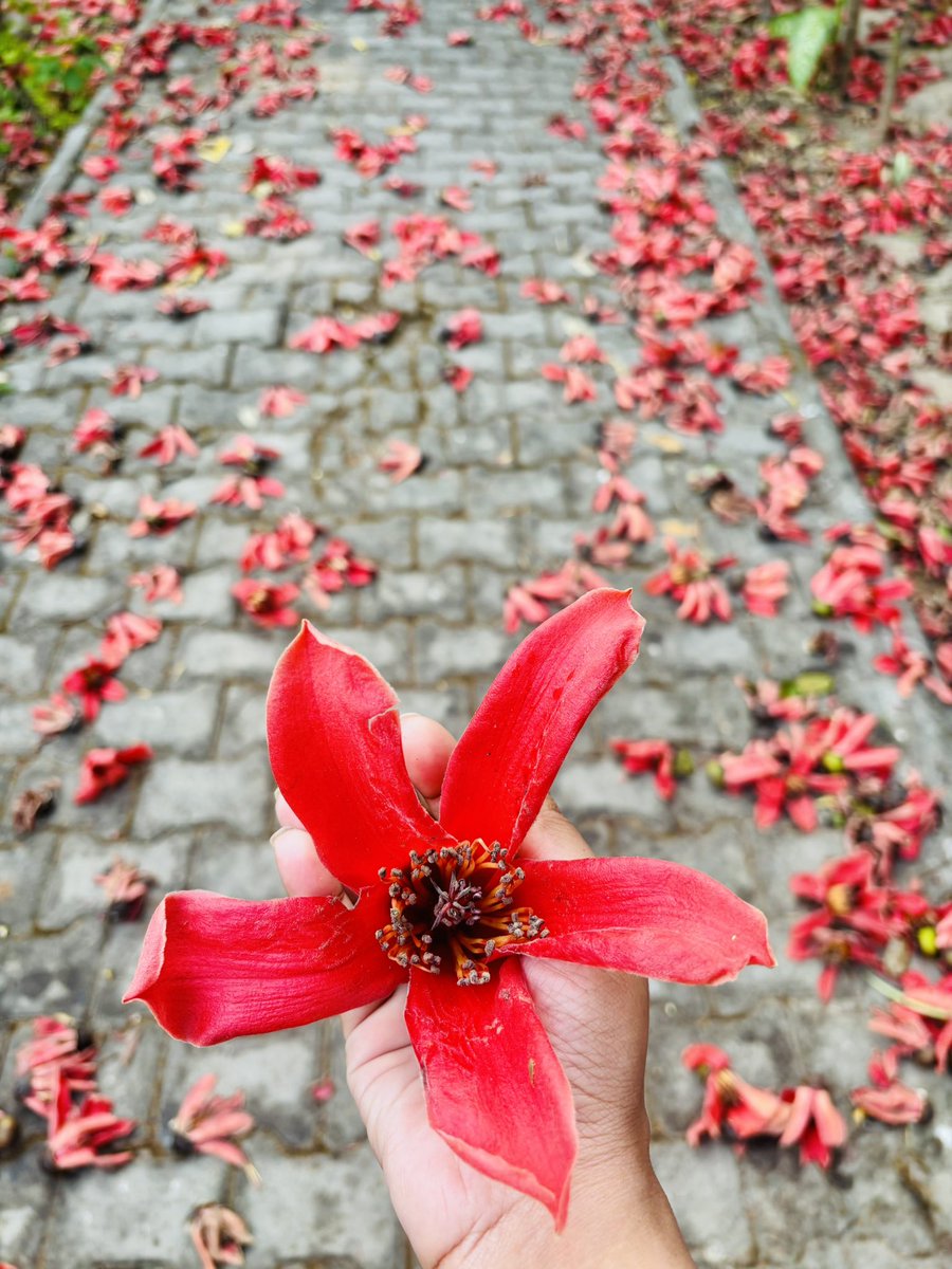 deepanwita_t's tweet image. In the world of #Semal