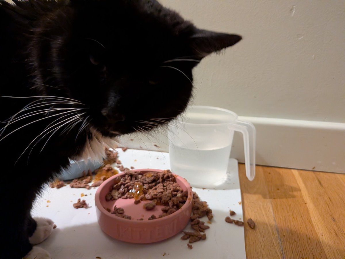 Ashen_Dust tweet media