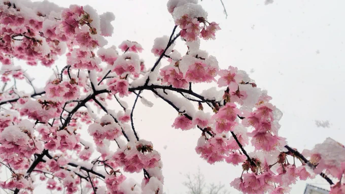 雪桜