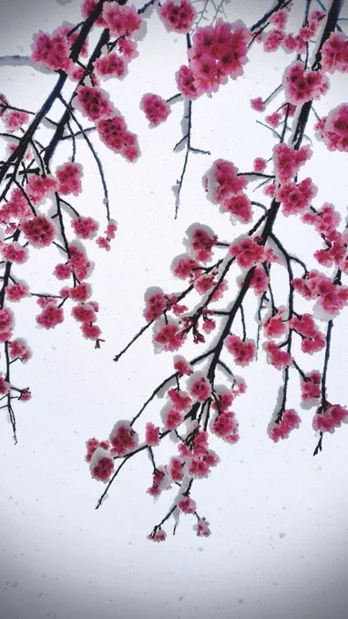 雪桜