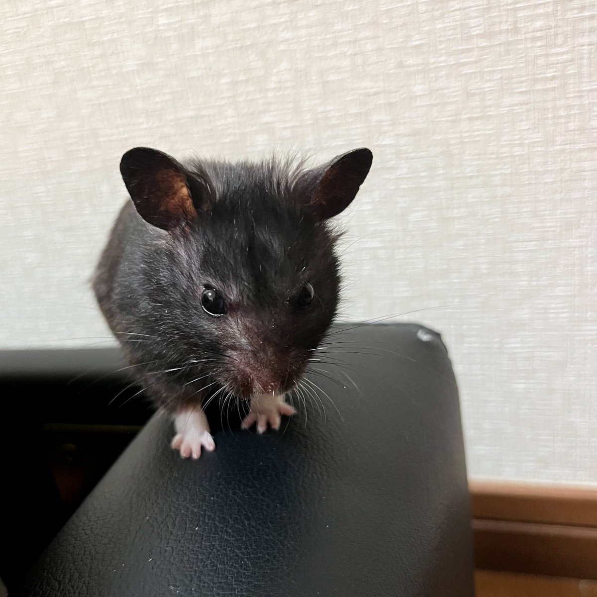 なかちりゅり tweet media