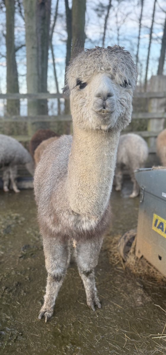 Barnacre Alpacas tweet media