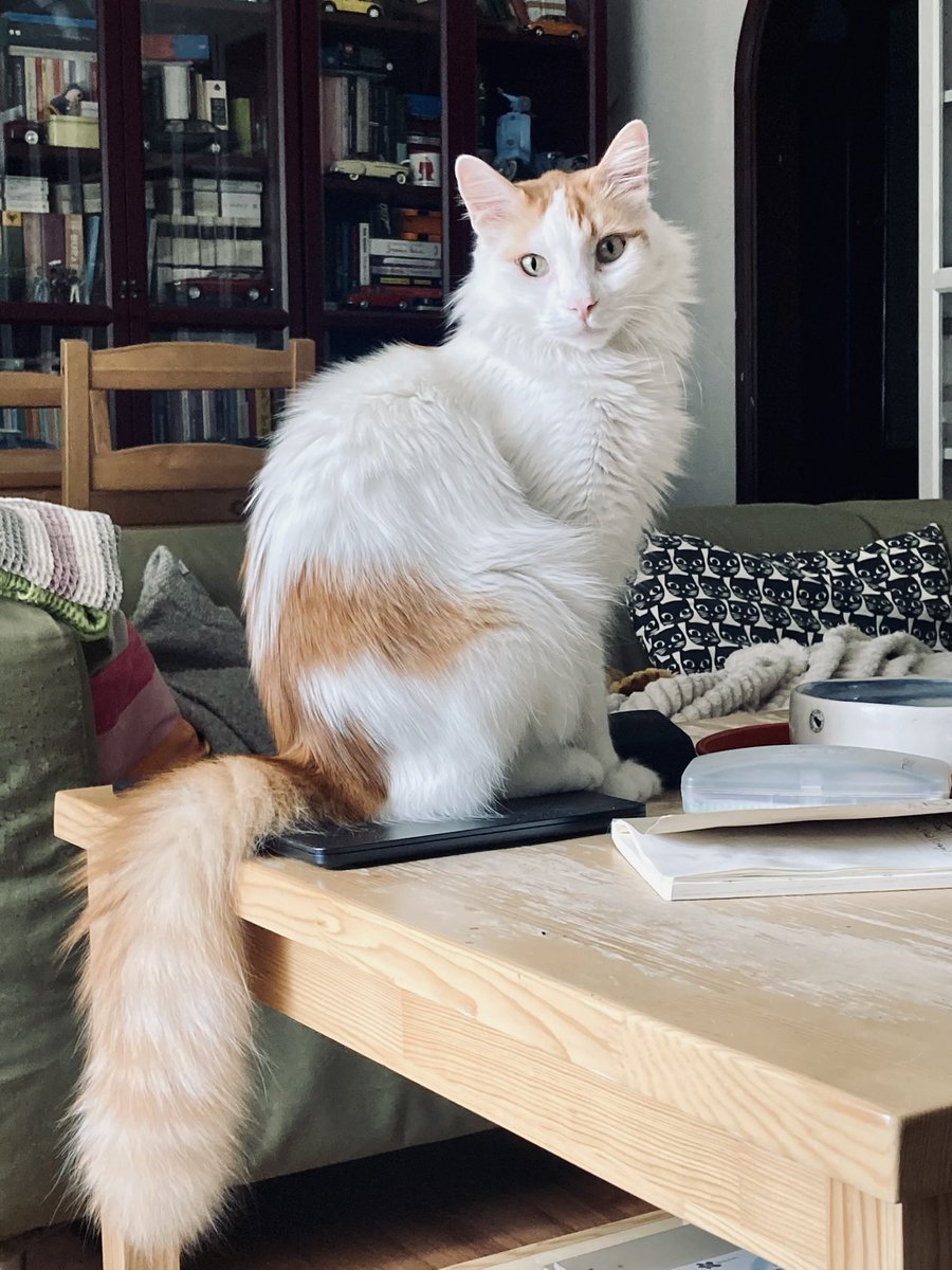 Hakan Toker tweet media