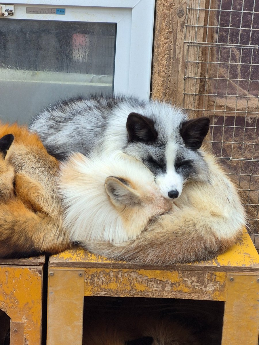 宮城蔵王キツネ村(公式)🦊 tweet media