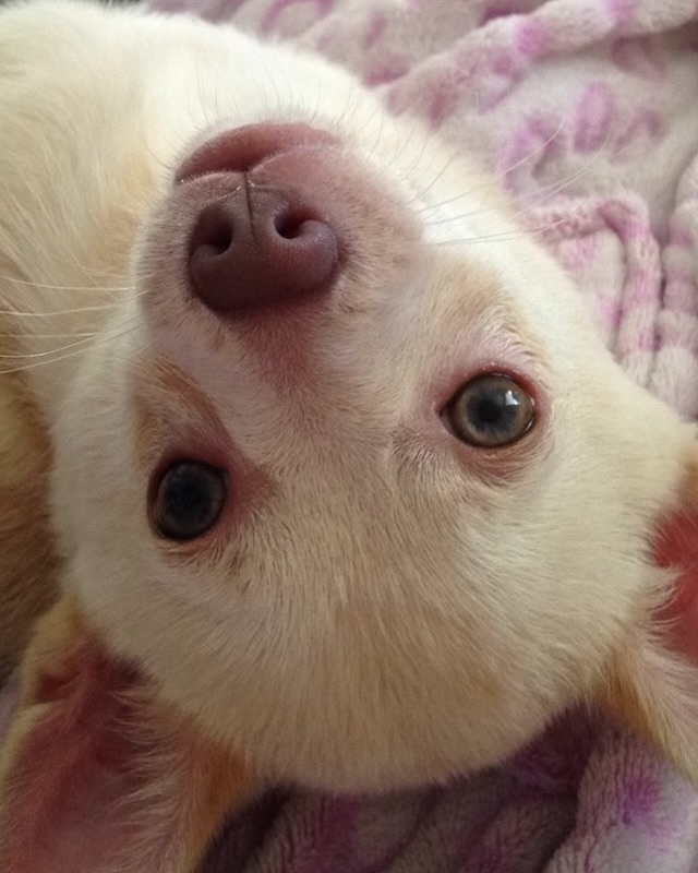 A cute puppy🐶✨